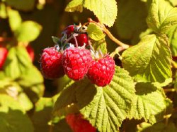 Zwerg-Himbeere 'Groovy' ®, 40-60 cm, Rubus idaeus 'Groovy' ®, Containerware von Rubus idaeus 'Groovy' ®