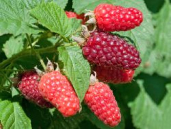 Himbeere 'Heritage', 20-30 cm, Rubus idaeus 'Heritage', Containerware von Rubus idaeus 'Heritage'