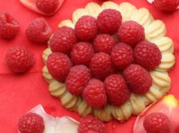 Himbeere 'Himbo-Star' ®, 40-60 cm, Rubus idaeus 'Himbo-Star' ®, Containerware von Rubus idaeus 'Himbo-Star' ®