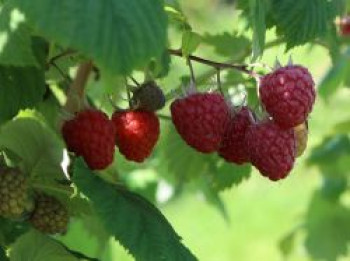 Zwerg-Himbeere Lowberry ® 'Little Red Princess ®', Rubus idaeus Lowberry ® 'Little Red Princess ®', Containerware von Rubus idaeus Lowberry ® 'Little Red Princess ®'