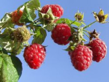 Himbeere 'Malling Promise', 20-30 cm, Rubus idaeus 'Malling Promise', Containerware von Rubus idaeus 'Malling Promise'