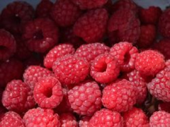 Himbeere 'Meeker', 20-30 cm, Rubus idaeus 'Meeker', Containerware von Rubus idaeus 'Meeker'