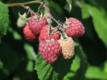 Himbeere 'Pokusa' ®, 20-30 cm, Rubus idaeus 'Pokusa' ®, Containerware von Rubus idaeus 'Pokusa' ®