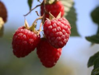 Himbeere 'Preussen II', 40-60 cm, Rubus idaeus 'Preussen II', Containerware von Rubus idaeus 'Preussen II'