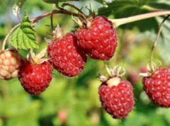 Himbeere Primeberry 'Autumn First' ®, 20-30 cm, Rubus idaeus Primeberry 'Autumn First' ®, Containerware von Rubus idaeus Primeberry 'Autumn First' ®