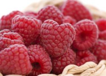 Himbeere 'Sanibelle' ®, 60-80 cm, Rubus idaeus 'Sanibelle' ®, Containerware von Rubus idaeus 'Sanibelle' ®