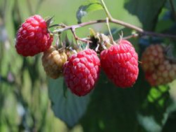 Himbeere Schlaraffia ® 'Naschmich', 40-60 cm, Rubus idaeus Schlaraffia ® 'Naschmich', Containerware von Rubus idaeus Schlaraffia ® 'Naschmich'