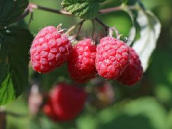 Himbeere 'Schönemann', 20-30 cm, Rubus idaeus 'Schönemann', Containerware von Rubus idaeus 'Schönemann'