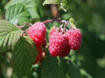 Himbeere 'Summer Chef' ®, 40-60 cm, Rubus idaeus 'Summer Chef' ®, Containerware von Rubus idaeus 'Summer Chef' ®