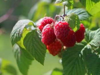 Himbeere Summer Lovers ® 'Patio Red', Rubus idaeus Summer Lovers ® 'Patio Red', Topfware von Rubus idaeus Summer Lovers ® 'Patio Red'