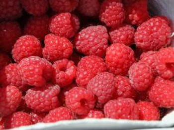 Himbeere 'TulaMagic' ®, 20-30 cm, Rubus idaeus 'TulaMagic' ®, Containerware von Rubus idaeus 'TulaMagic' ®