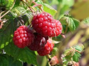 Himbeere 'Twotimer ® Sugana ®', 40-60 cm, Rubus idaeus 'Twotimer ® Sugana ®', Containerware von Rubus idaeus 'Twotimer ® Sugana ®'