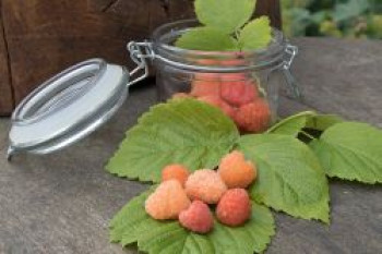 Himbeere 'Valentina' ®, 40-60 cm, Rubus idaeus 'Valentina' ®, Containerware von Rubus idaeus 'Valentina' ®