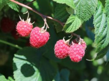 Himbeere 'Veten', 40-60 cm, Rubus idaeus 'Veten', Containerware von Rubus idaeus 'Veten'