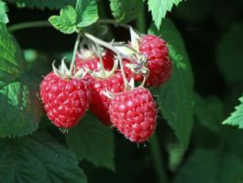 Himbeere 'Willamette', 40-60 cm, Rubus idaeus 'Willamette', Containerware Himbeere 'Willamette', 40-60 cm, Rubus idaeus 'Willamette', Containerware von Rubus idaeus 'Willamette'