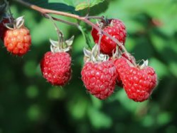 Himbeere 'ZEFA 3 Herbsternte', 20-30 cm, Rubus idaeus 'ZEFA 3 Herbsternte', Containerware von Rubus idaeus 'ZEFA 3 Herbsternte'
