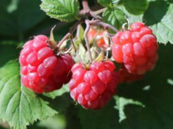 Himbeere 'Lucky Berry' ®, 40-60 cm, Rubus ideaus 'Lucky Berry' ®, Containerware von Rubus ideaus 'Lucky Berry' ®