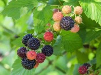 Himbeere 'Black Jewel', 20-30 cm, Rubus occidentalis 'Black Jewel', Containerware von Rubus occidentalis 'Black Jewel'
