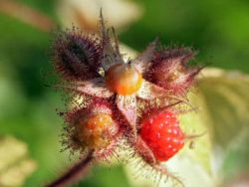 Japanische Weinbeere / Rotborstige Himbeere, 10-20 cm, Rubus phoenicolasius, Topfware von Rubus phoenicolasius