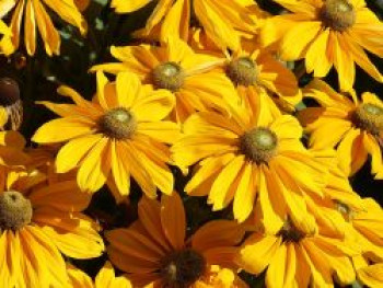 Schwarzäugige Rudbeckie Sunbeckia ® 'Ophelia', Rudbeckia hirta Sunbeckia ® 'Ophelia', Containerware von Rudbeckia hirta Sunbeckia ® 'Ophelia'