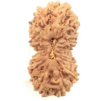 Sammler 18 Mukhi Rudraksha/Achtzehn Gesicht Rudraksh - Lab Zertifiziert von RudrakshguruStore