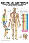 Ruediger Anatomie MIPO44LAM Meridiane und Dorntherapie Tafel, 24 cm x 34 cm, laminiert von Rdiger- Anatomie GmbH