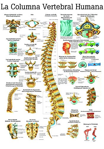 Ruediger Anatomie ES07 La Columna Vertebral Humana Tafel, spanisch, 70 cm x 100 cm, Papier von Rdiger- Anatomie GmbH