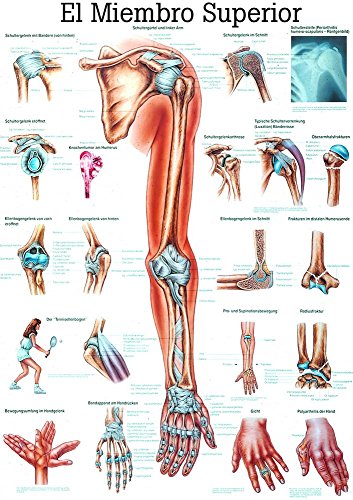 Ruediger Anatomie ES13LAM El Miembro Superior Tafel, spanisch, 70 cm x 100 cm, laminiert von Rdiger- Anatomie GmbH