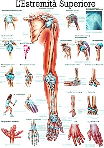 Ruediger Anatomie IT13 L' Estremità Superior Tafel, italienisch, 70 cm x 100 cm, Papier von Rdiger- Anatomie GmbH