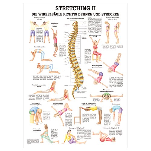 Sport-Tec Stretching II Mini-Poster Anatomie 34x24 cm medizinische Lehrmittel von Sport-Tec