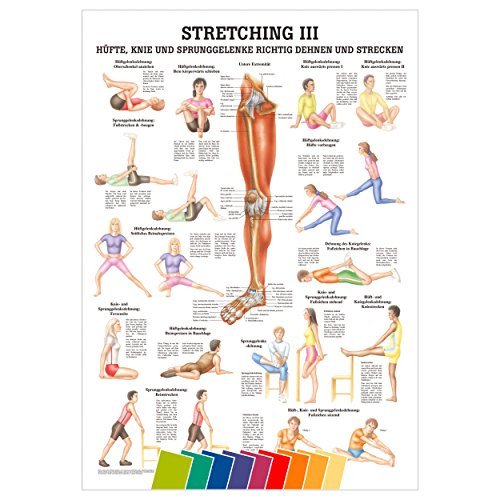 Sport-Tec Stretching III Mini-Poster Anatomie 34x24 cm medizinische Lehrmittel von Sport-Tec