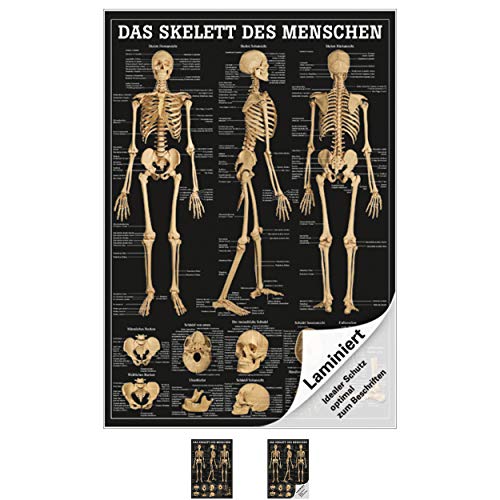 Kunststoff Sport-Tec Erste Hilfe Poster Anatomie Din A2 medizinische Lehrmittel 