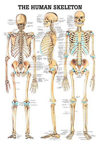 Ruediger Anatomie MIPOCH03 The Human Skeleton Tafel, 24 cm x 34 cm von Rdiger- Anatomie GmbH