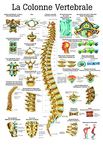 Ruediger Anatomie PA07LAM La Colonne Vertebrale Tafel, französisch, 70 cm x 100 cm, laminiert von Rdiger- Anatomie GmbH