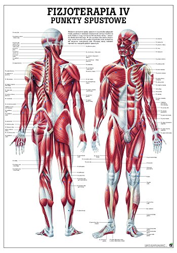 Ruediger Anatomie PL_PHYS4LAM Punkty Spustowe Tafel, polnisch, 70 cm x 100 cm, laminiert von Rdiger- Anatomie GmbH