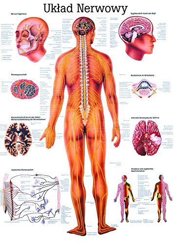 Ruediger Anatomie PL05LAM Uklad Nerwowy Tafel, polnisch, 70 cm x 100 cm, laminiert von Rdiger- Anatomie GmbH