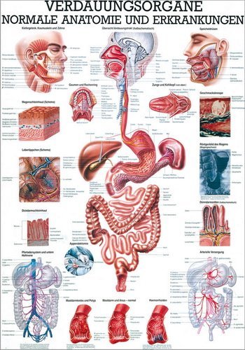 Ruediger Anatomie PL17LAM Przewód Pokarmowy Tafel, polnisch, 70 cm x 100 cm, laminiert von Rdiger- Anatomie GmbH