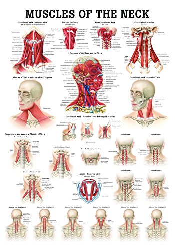 Ruediger Anatomie PO48e Neck Muscles Tafel, englisch, 50 cm x 70 cm, Papier von Rdiger- Anatomie GmbH