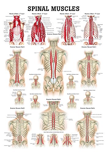 Ruediger Anatomie PO49eLAM Muscles Of The Spine Tafel, englisch, 50 cm x 70 cm, laminiert von Rdiger- Anatomie GmbH