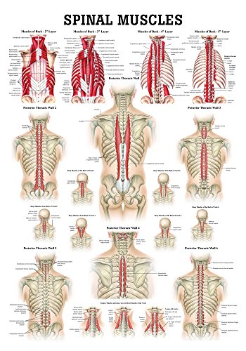 Ruediger Anatomie PO49eLAM Muscles Of The Spine Tafel, englisch, 50 cm x 70 cm, laminiert Ruediger Anatomie PO49eLAM Muscles Of The Spine Tafel, englisch, 50 cm x 70 cm, laminiert von Rdiger- Anatomie GmbH
