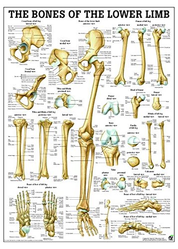 Ruediger Anatomie PO67e Bones Of Lower Limb Tafel, 50 cm x 70 cm von Rdiger- Anatomie GmbH