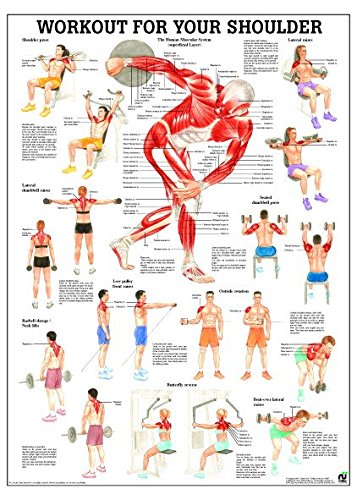 Ruediger Anatomie PO80eLAM Workout For Your Back Tafel, 50 cm x 70 cm, laminiert von Rdiger- Anatomie GmbH