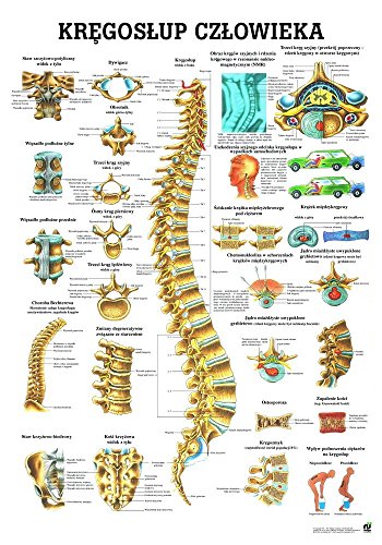 Ruediger Anatomie PL07 Kregoslup Clzowieka Tafel, polnisch, 70 cm x 100 cm, Papier von Rdiger- Anatomie GmbH