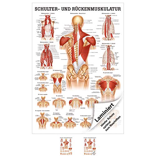 Rüdiger Schulter- und Rückenmuskulatur Poster Anatomie 70x50 cm medizinische Lehrmittel Rüdiger Schulter- und Rückenmuskulatur Poster Anatomie 70x50 cm medizinische Lehrmittel von Rüdiger