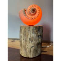 Walzenschnecken Lampe 6 von RuegenDesign