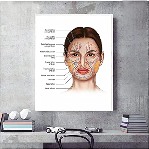 RuiChuangKeJi Kunstposter 70 x 90 cm, Rahmenlos, menschliches Gesicht, Anatomie, Venen, detailliertes Diagramm, Poster, Wissenschaft, Leinwand, Gemälde, Wandkunst, Bild, Druck, Arzt, Bürodekoration von RuiChuangKeJi