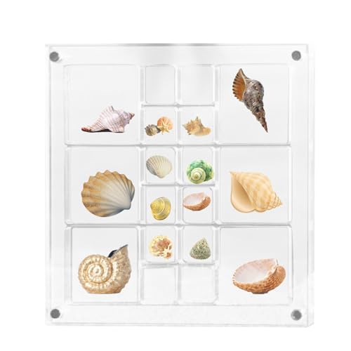 Muschel Aufbewahrungsbox Groß, Acryl Muschel Muschel-displaybox, Muschel Sammelbox - Strassbehälter, Seestern-Schmuckstück, Kleine Bastelbox, Große Vitrine, Aufbewahrung Für Perlen Und Schmuck von Ruilonghai