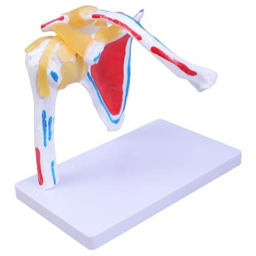Muskulärer Schultergelenk Anatomie Modell Anatomischer Schultergelenk Muskelnerven Modell Für Professionelle Lehrschulung Anatomiestudie von Ruiogoe