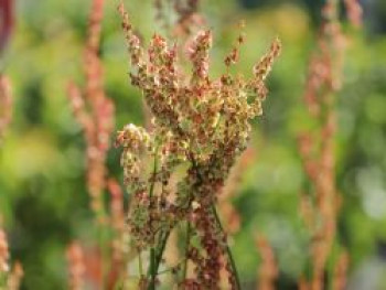 Großer Sauerampfer, Rumex acetosa, Topfware von Rumex acetosa