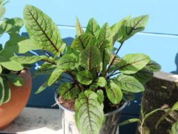 Blut-Ampfer, Rumex sanguineus, Topfware von Rumex sanguineus